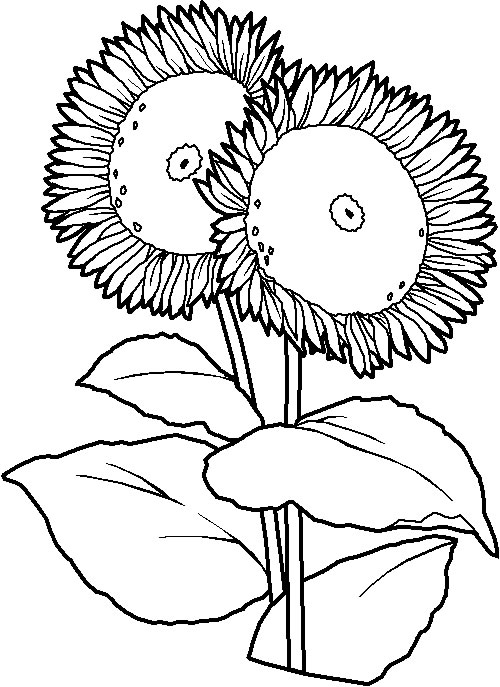 Coloriage 23 Fleurs