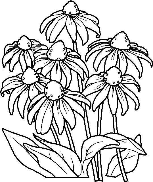 Coloriage 24 Fleurs