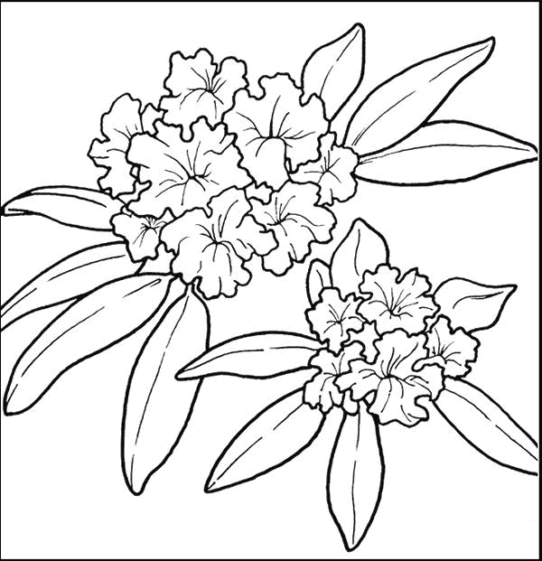 Coloriage 41 Fleurs