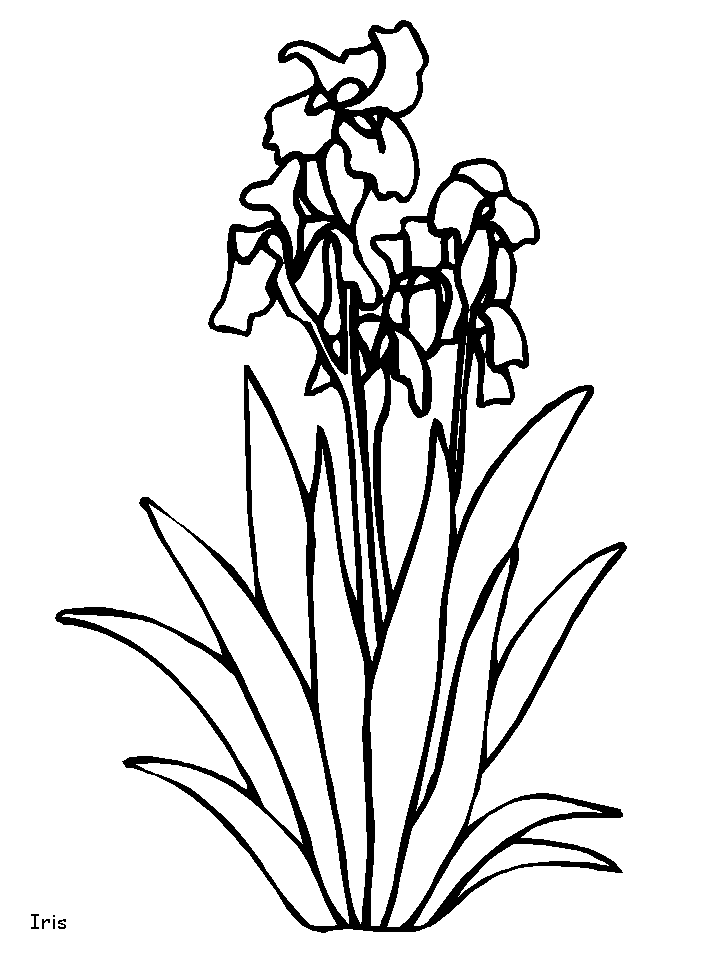 Coloriage 77 Fleurs