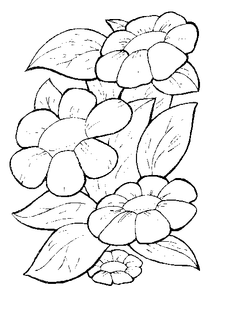 Coloriage 8 Fleurs