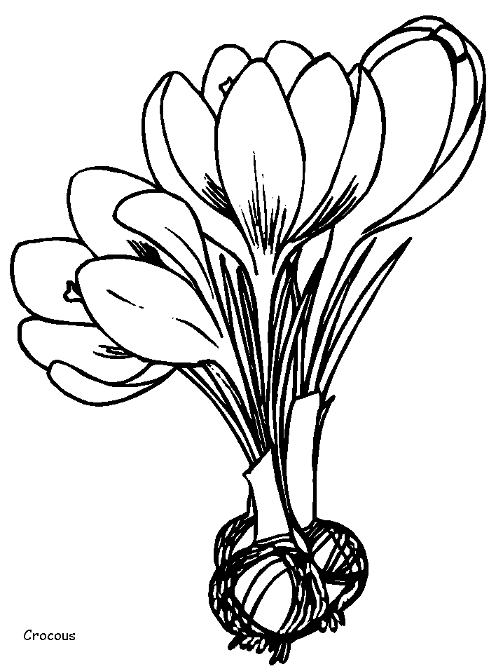 Coloriage 81 Fleurs