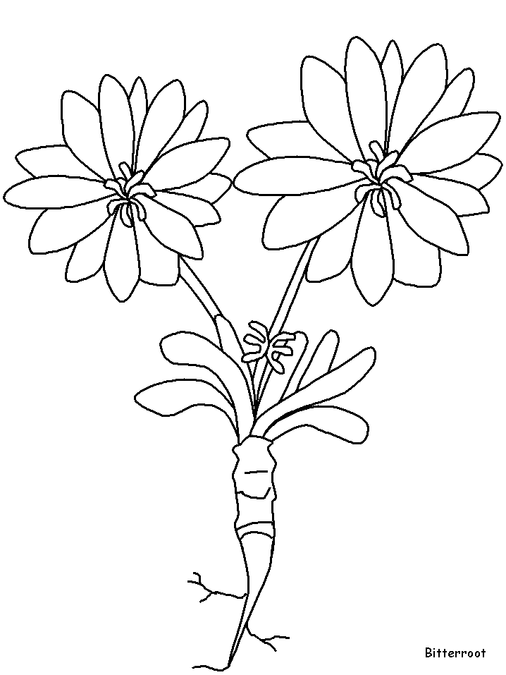 Coloriage 85 Fleurs