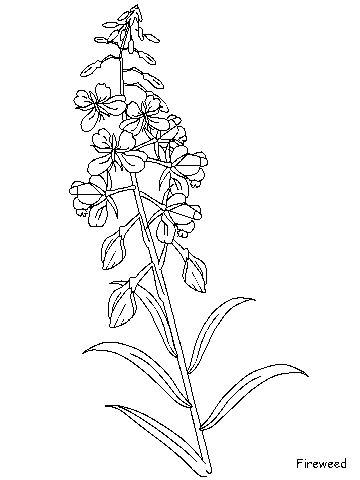 Coloriage 94 Fleurs