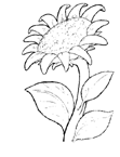 Coloriage Fleurs 10