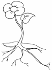 Coloriage Fleurs 101