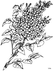 Coloriage Fleurs 121