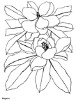 Coloriage Fleurs 122