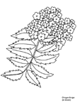 Coloriage Fleurs 126