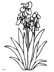 Coloriage Fleurs 77