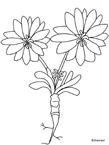 Coloriage Fleurs 85