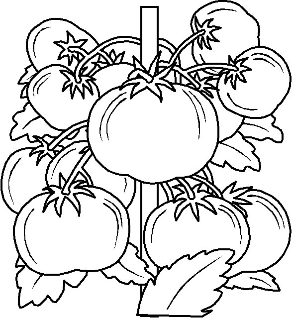 Coloriage 51 Fruits et legumes