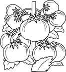 Coloriage Fruits et legumes 51