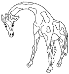 Coloriage Girafes 5