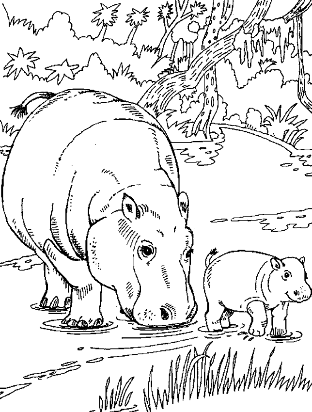 Coloriage 7 Hippopotame