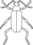 Coloriage Insectes 11