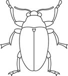 Coloriage Insectes 12
