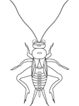 Coloriage Insectes 7