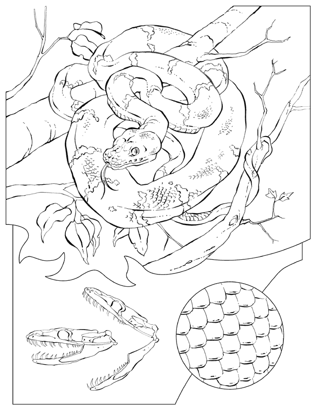 Coloriage 14 L-enseignement