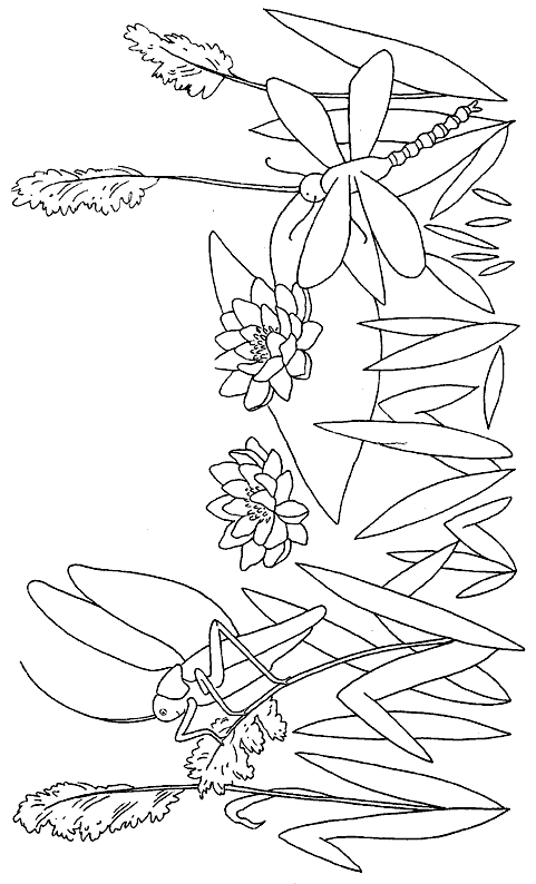 Coloriage 5 Libellules