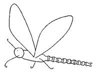 Coloriage Libellules 3