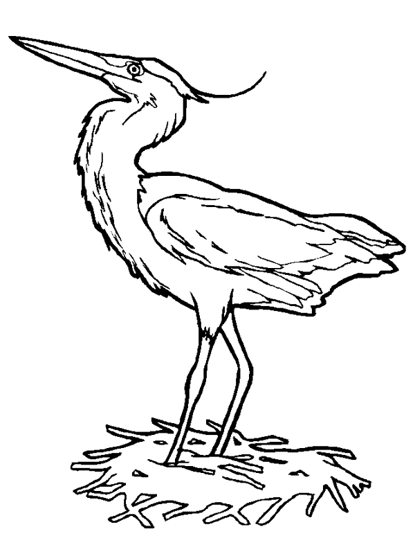 Coloriage 10 Oiseaux