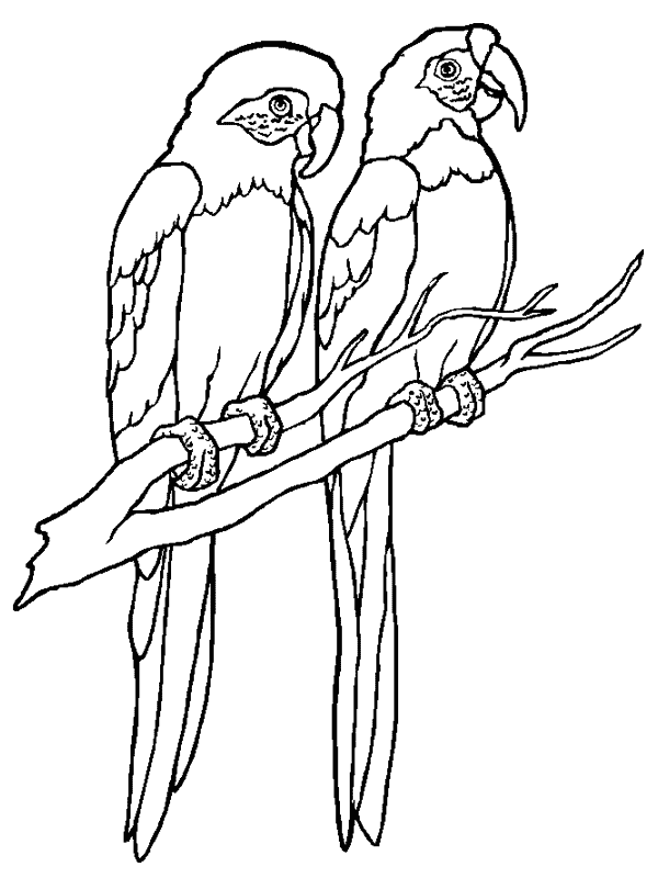 Coloriage 14 Oiseaux