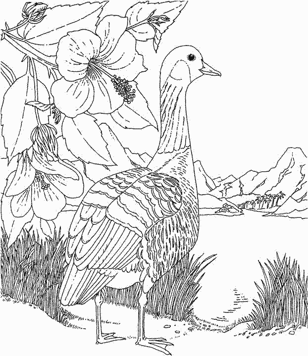 Coloriage 16 Oiseaux