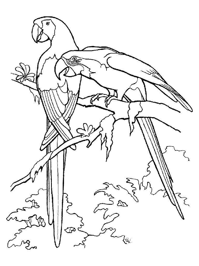 Coloriage 17 Oiseaux