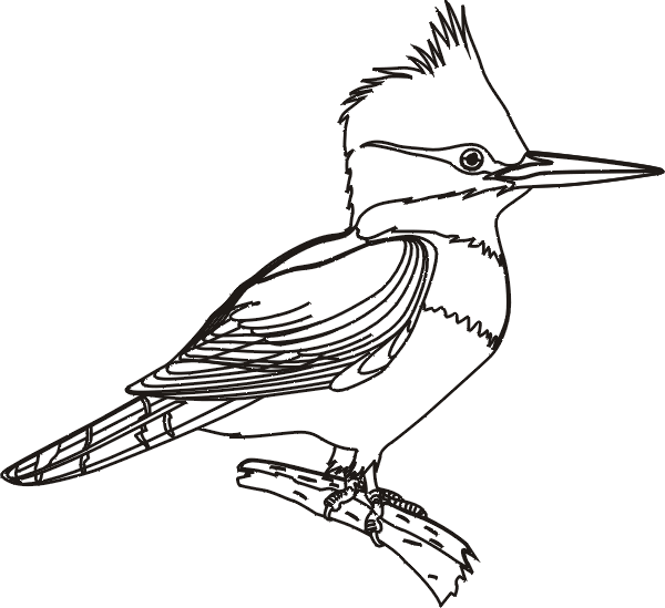 Coloriage 19 Oiseaux