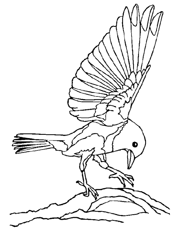 Coloriage 3 Oiseaux