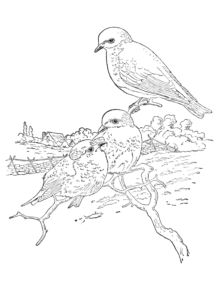 Coloriage 32 Oiseaux