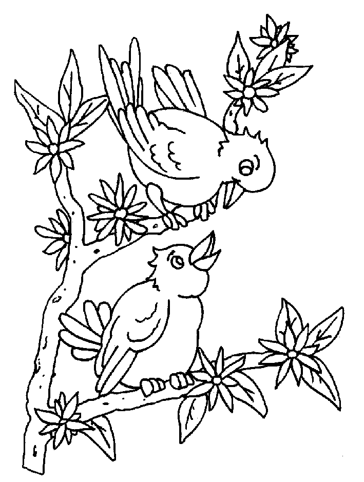 Coloriage 33 Oiseaux