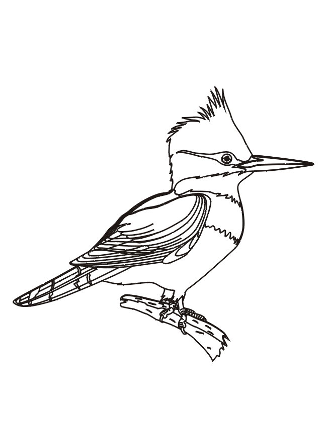 Coloriage 38 Oiseaux