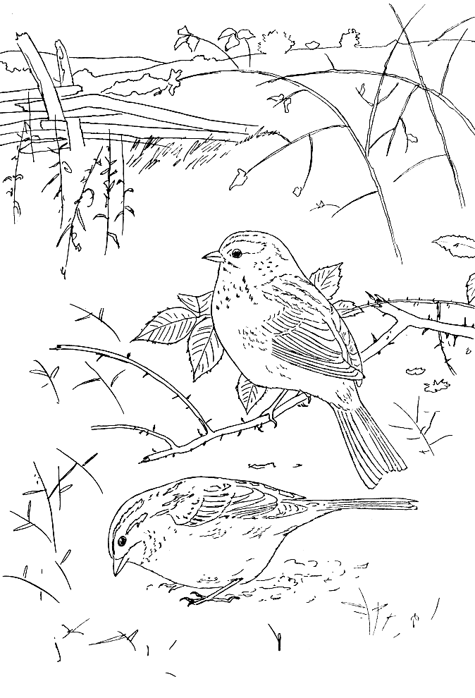 Coloriage 39 Oiseaux