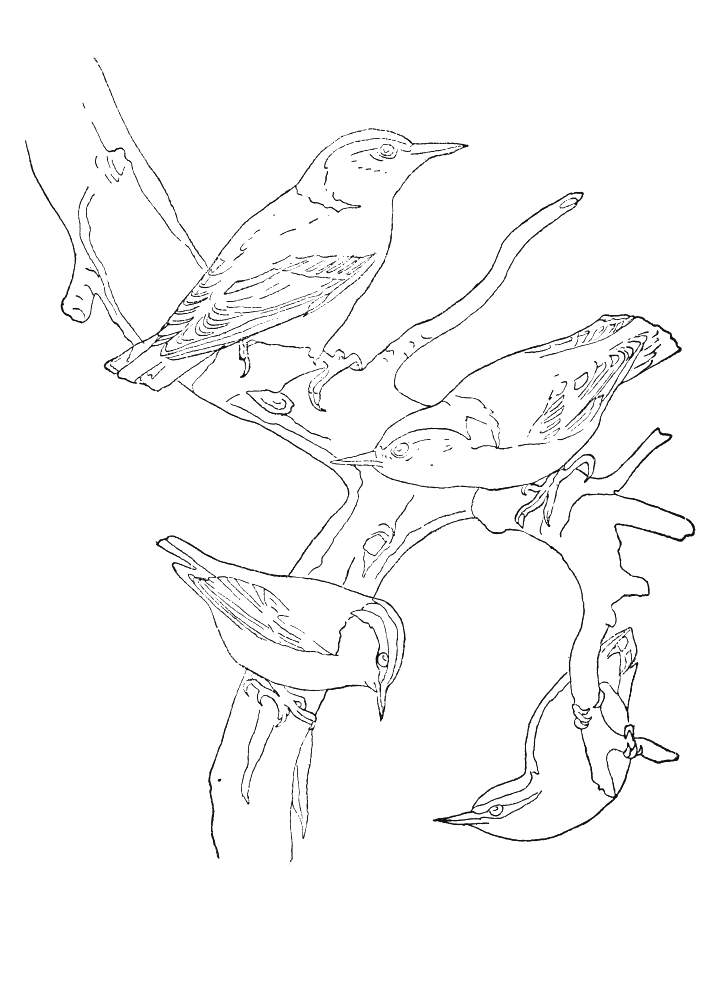 Coloriage 40 Oiseaux