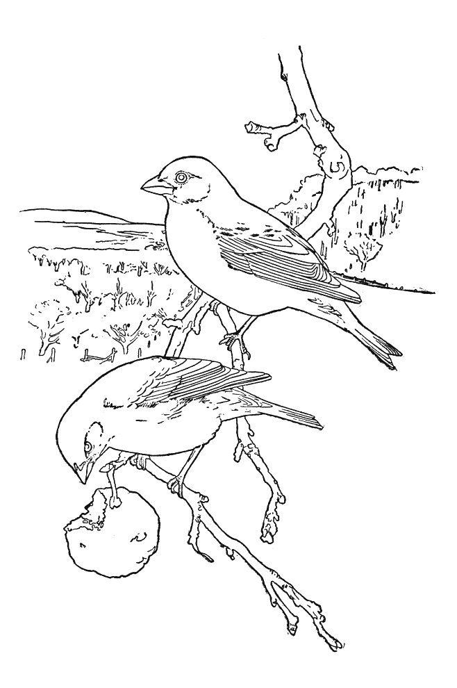 Coloriage 41 Oiseaux