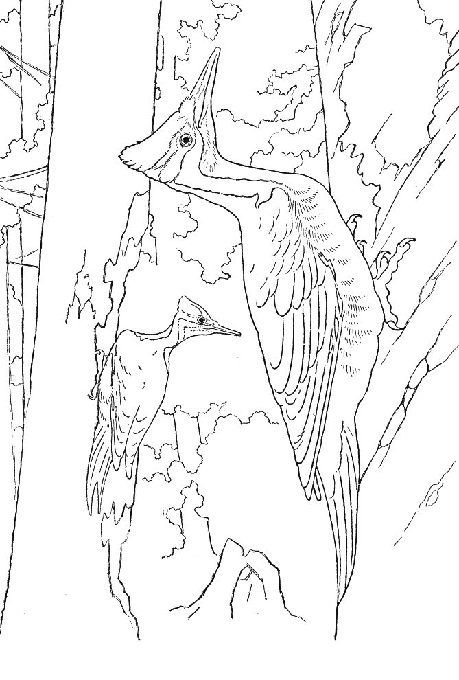 Coloriage 42 Oiseaux