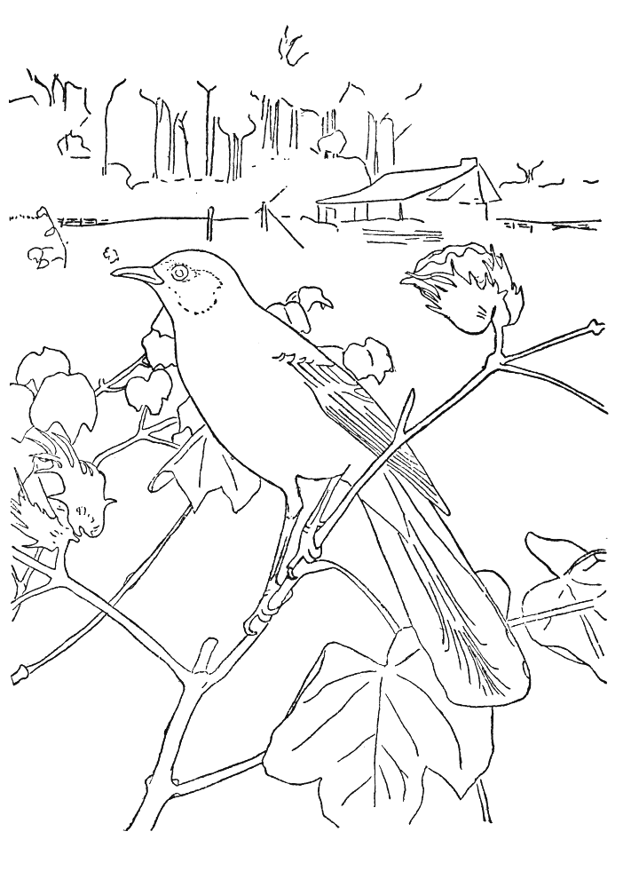 Coloriage 43 Oiseaux