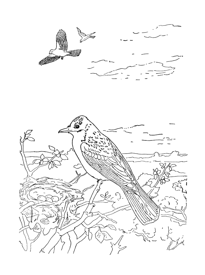 Coloriage 44 Oiseaux