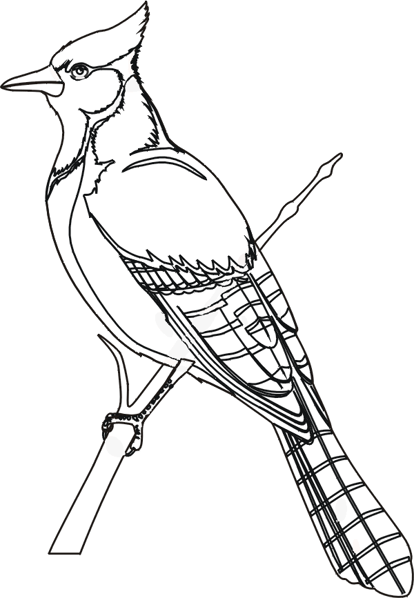 Coloriage 48 Oiseaux