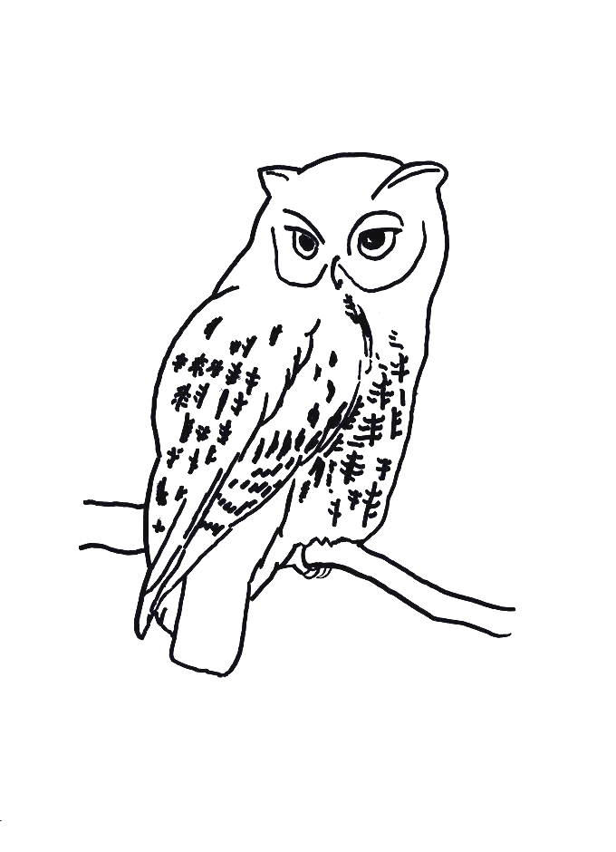 Coloriage 51 Oiseaux