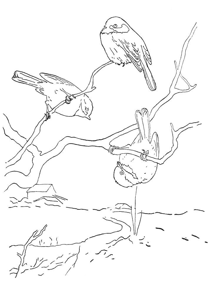 Coloriage 57 Oiseaux