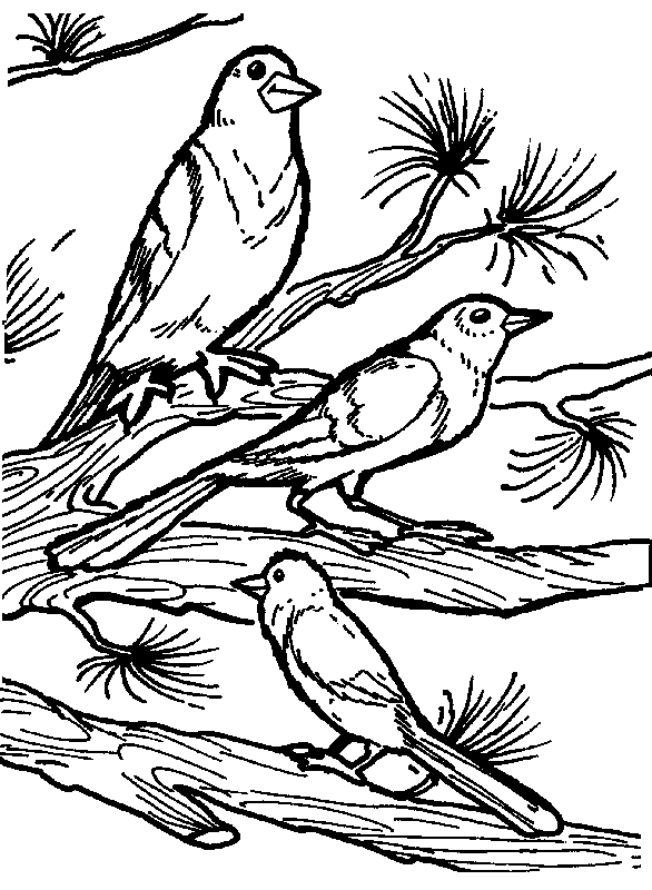 Coloriage 61 Oiseaux