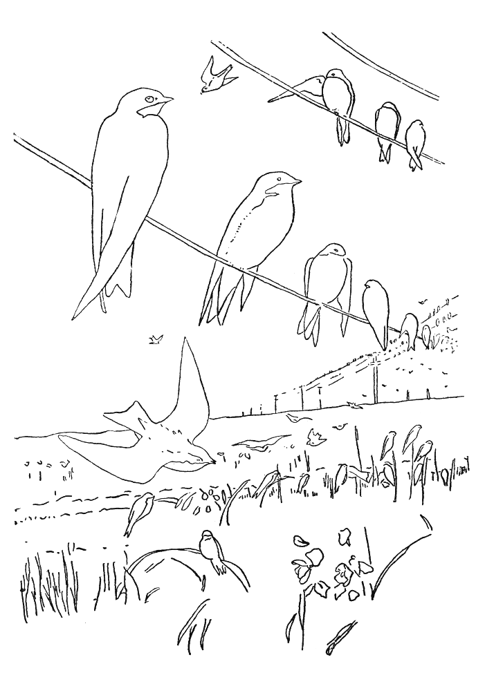 Coloriage 62 Oiseaux