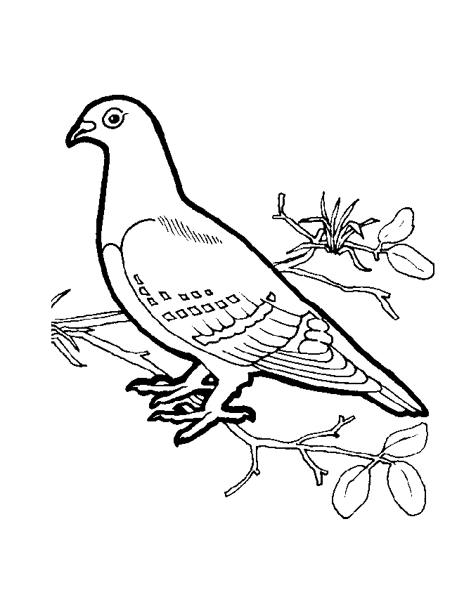 Coloriage 63 Oiseaux