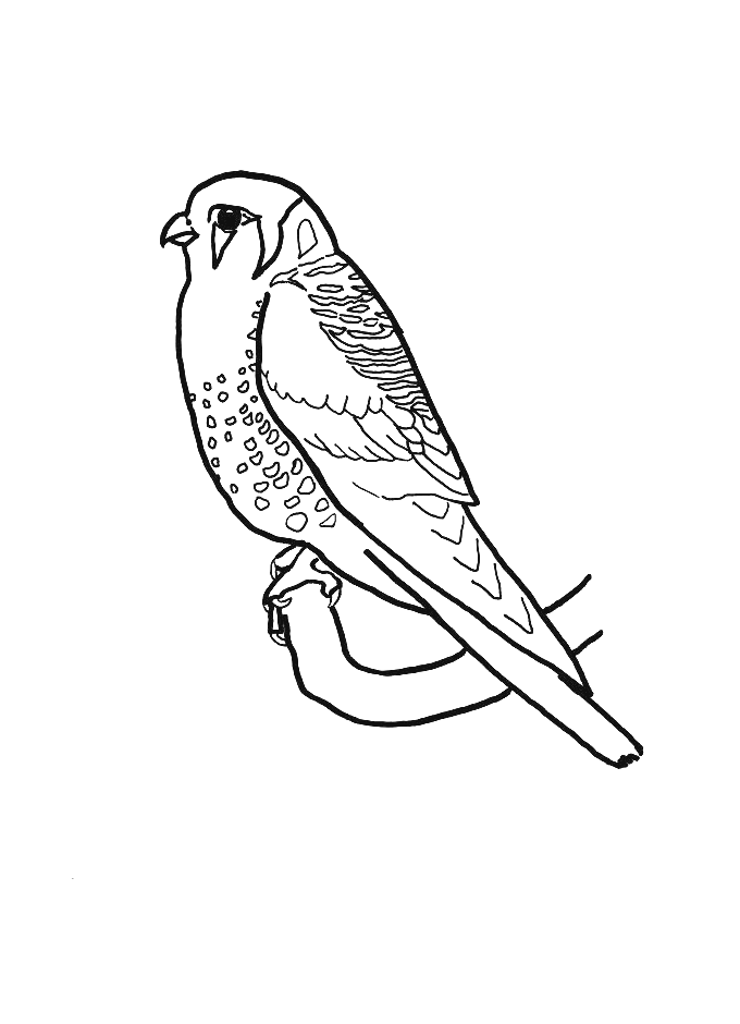 Coloriage 64 Oiseaux