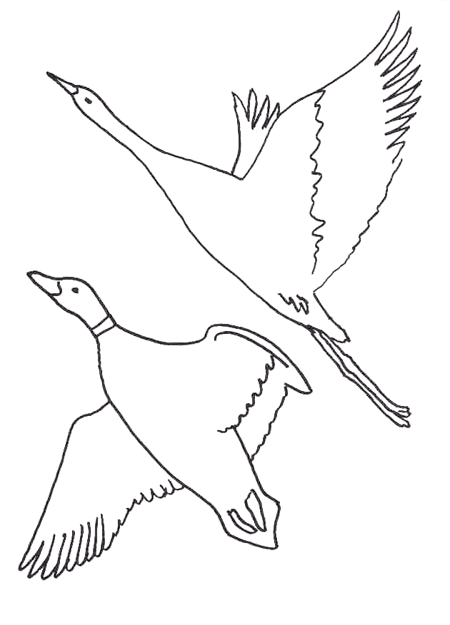 Coloriage 69 Oiseaux