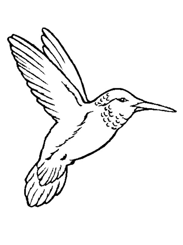 Coloriage 7 Oiseaux