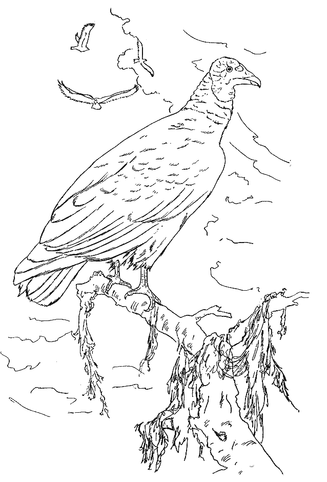 Coloriage 70 Oiseaux